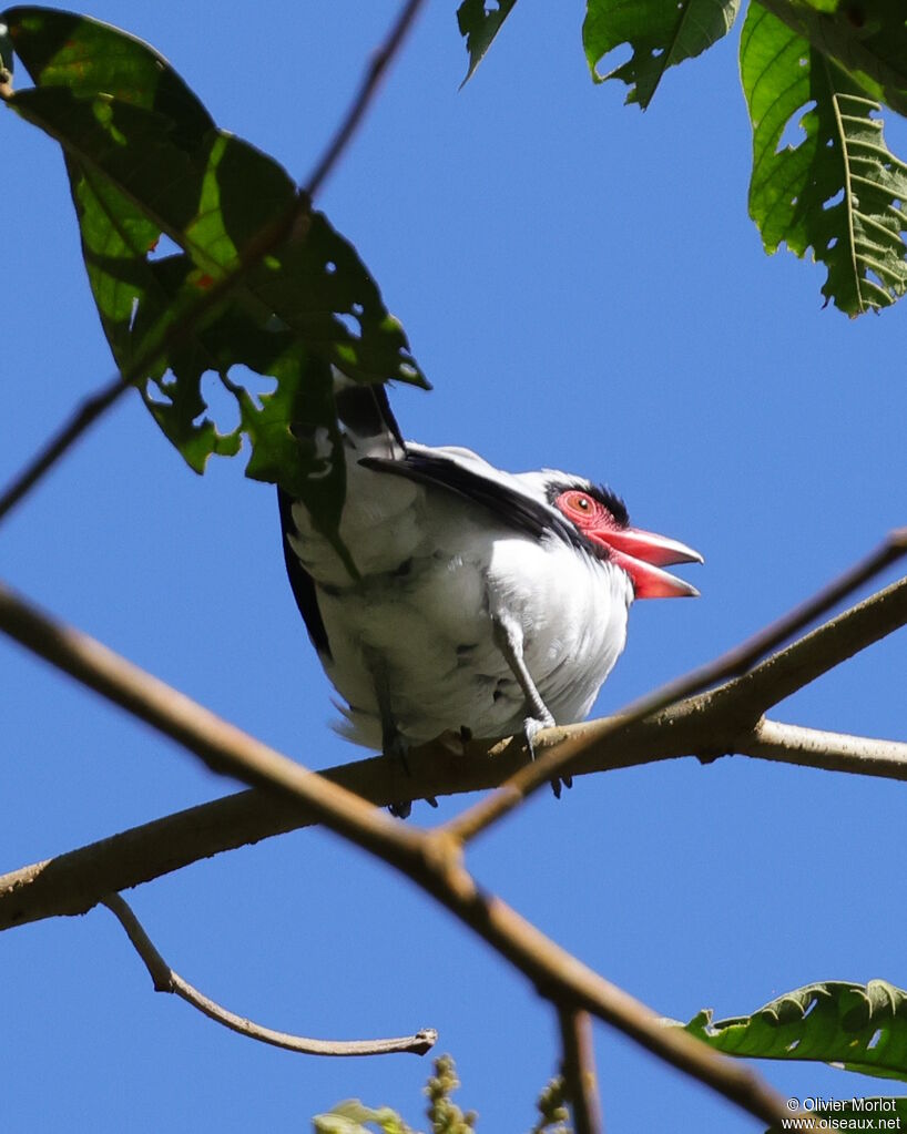 Masked Tityra