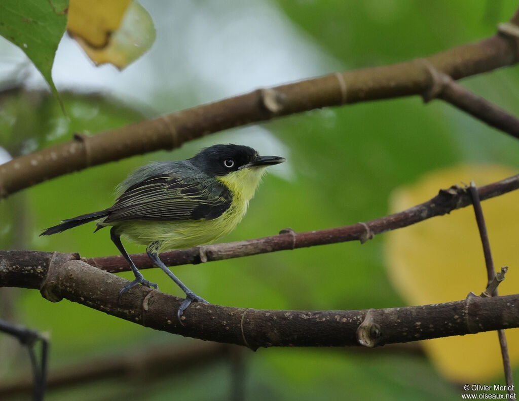 Common Tody-Flycatcher