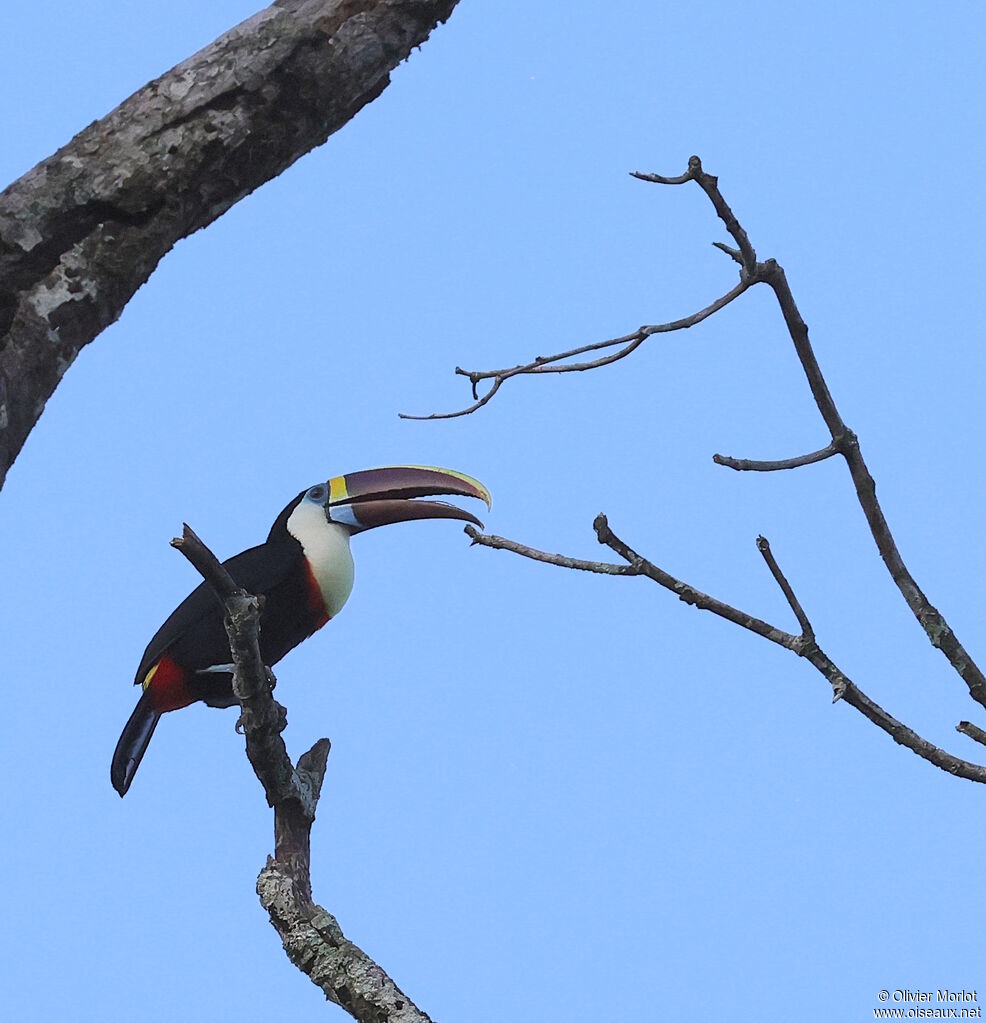 Toucan à bec rouge