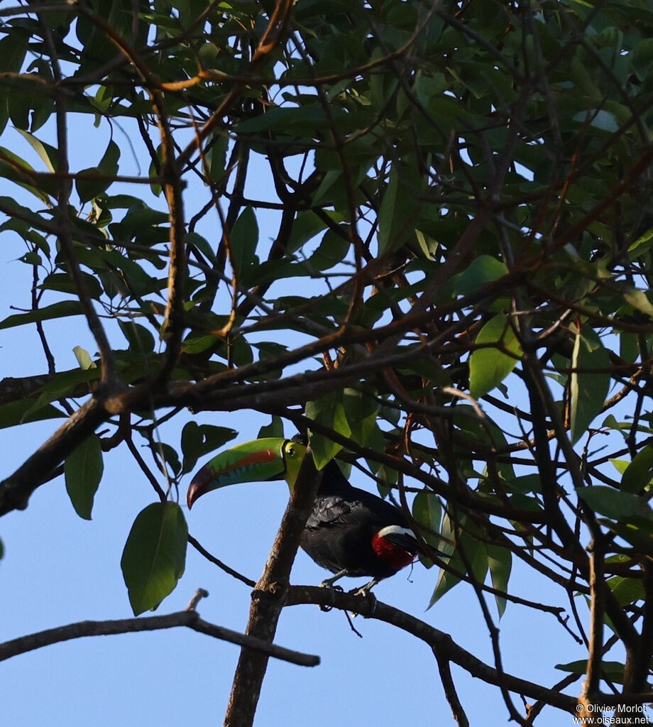 Keel-billed Toucan
