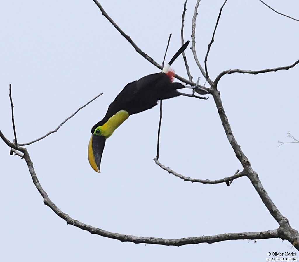 Toucan du Chocó