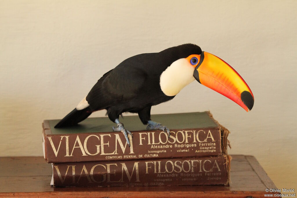Toucan toco