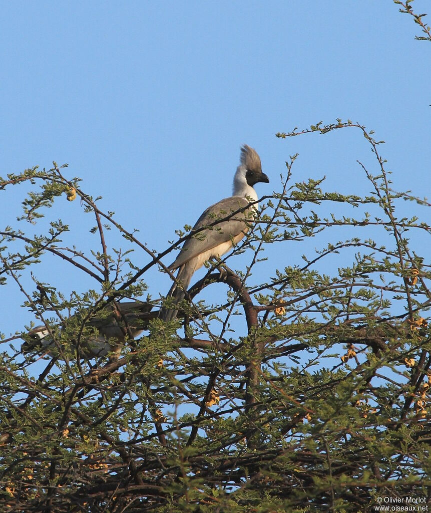 Bare-faced Go-away-bird