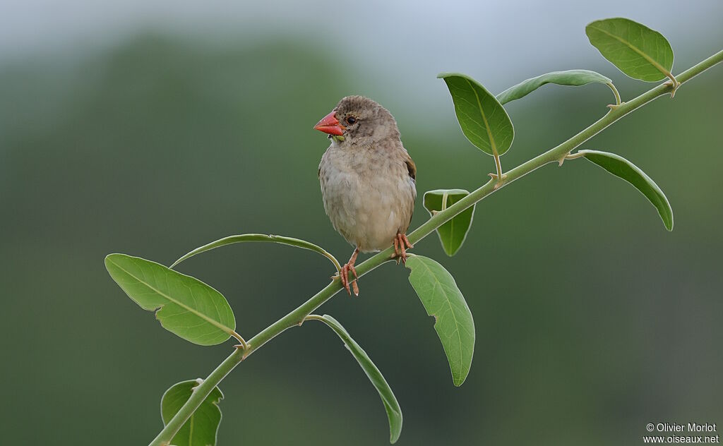 Red-billed Quelea