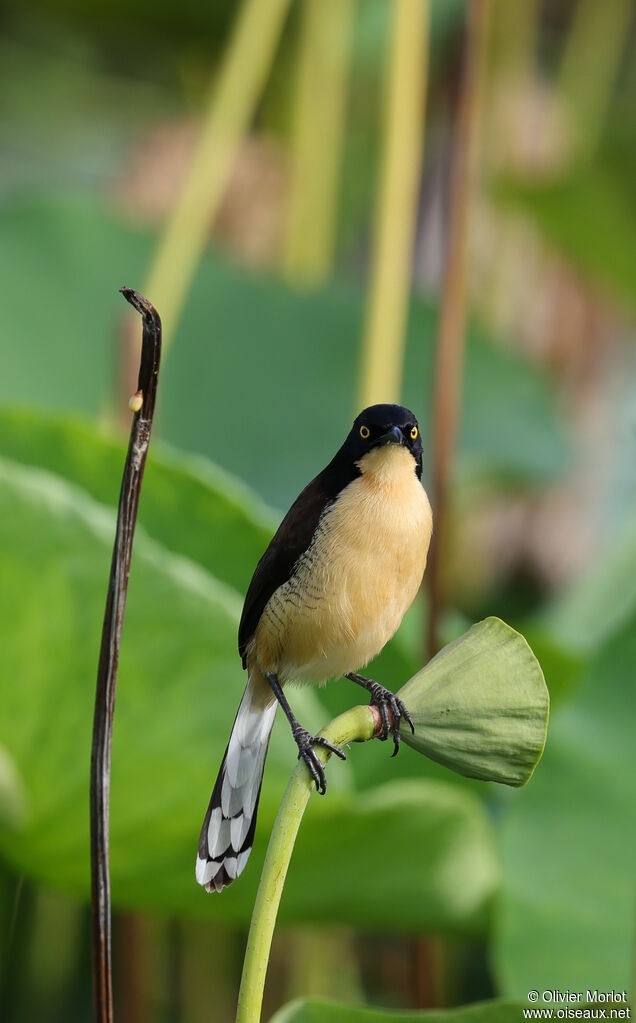 Troglodyte à miroir - Donacobe à miroir<br />