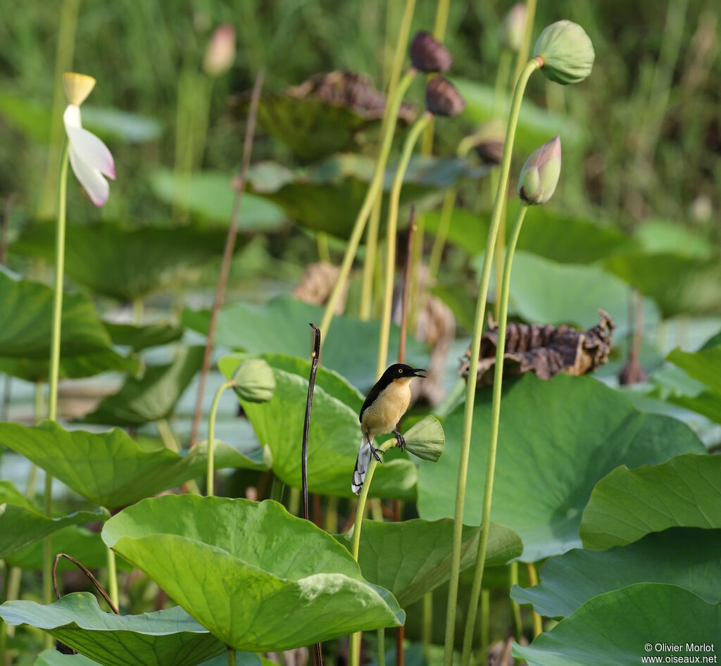 Black-capped Donacobius - Donacobe à miroir<br />