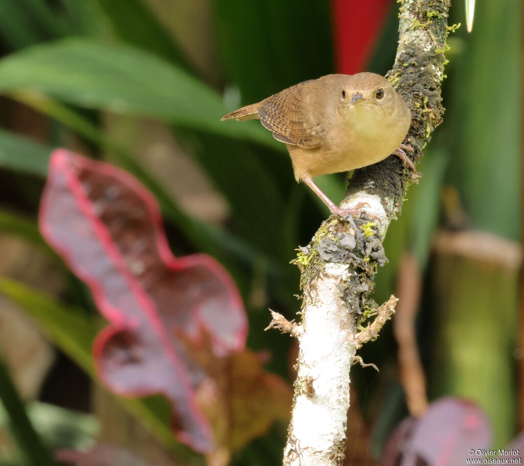 Southern House Wren