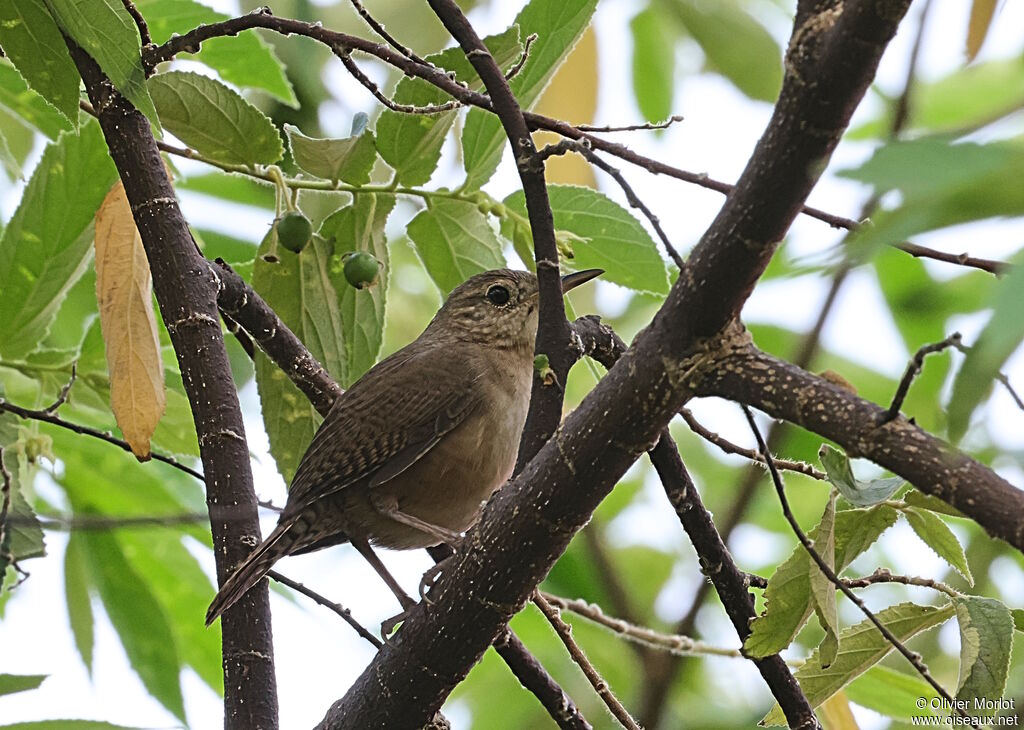 Troglodyte austral
