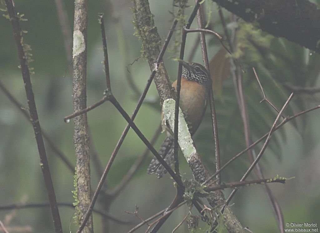 Rufous-breasted Wren