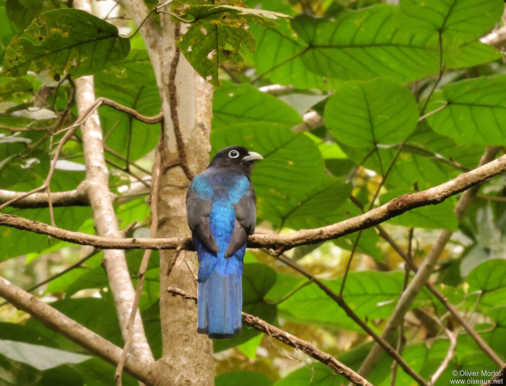 White-tailed Trogon male