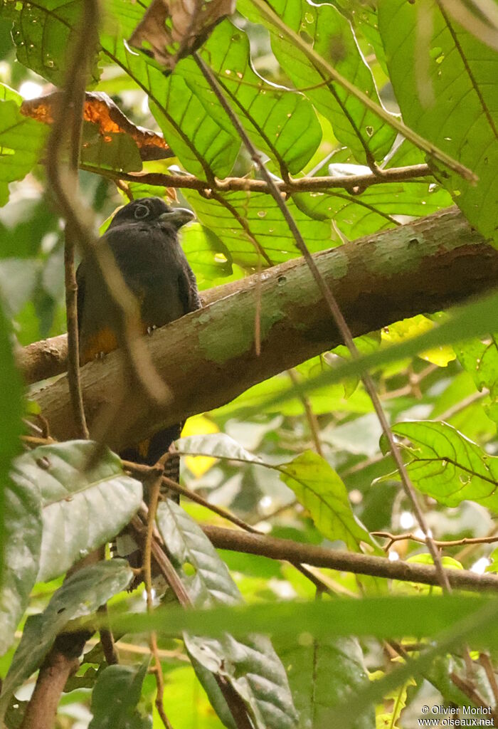 Trogon de Panama femelle