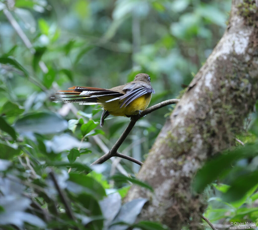 Trogon de Pelzeln