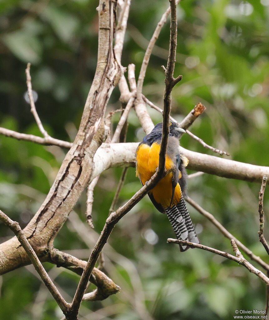 Trogon violacé femelle