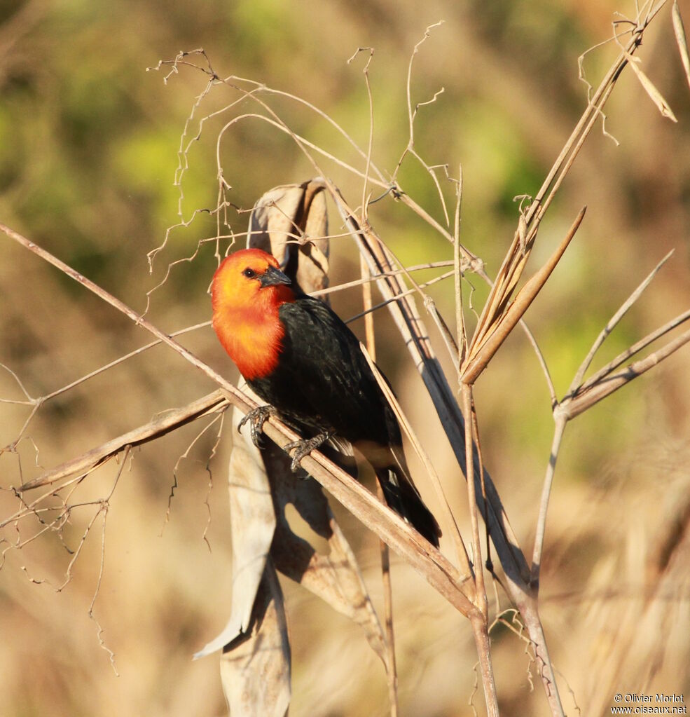 Scarlet-headed Blackbird