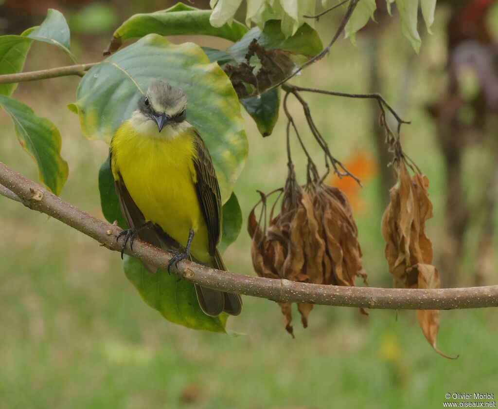 Grey-capped Flycatcher