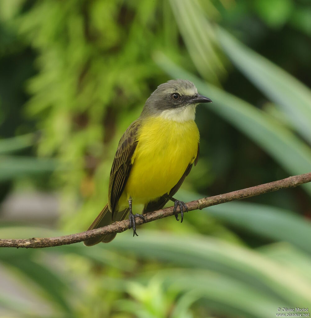 Grey-capped Flycatcher