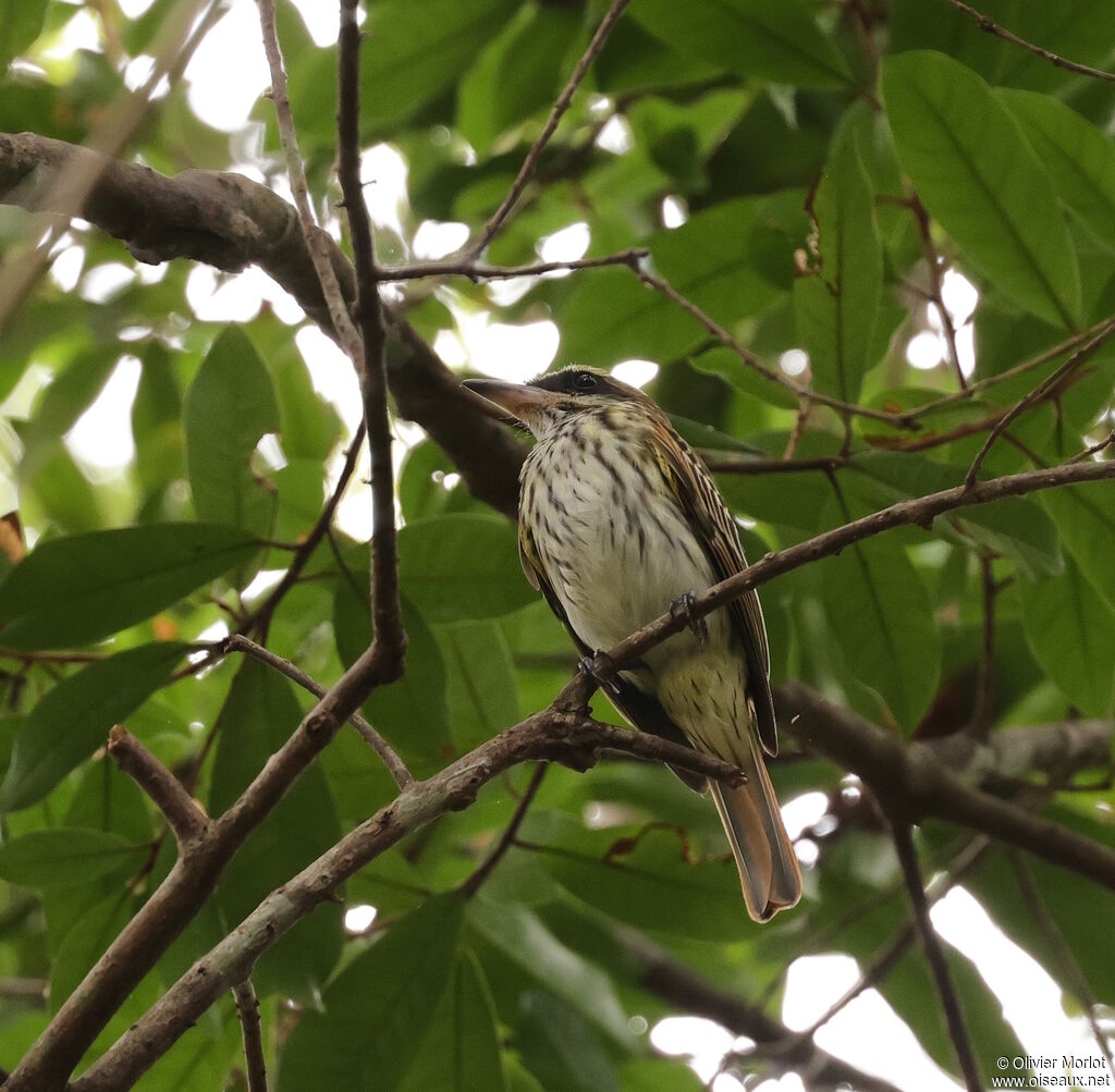 Streaked Flycatcher