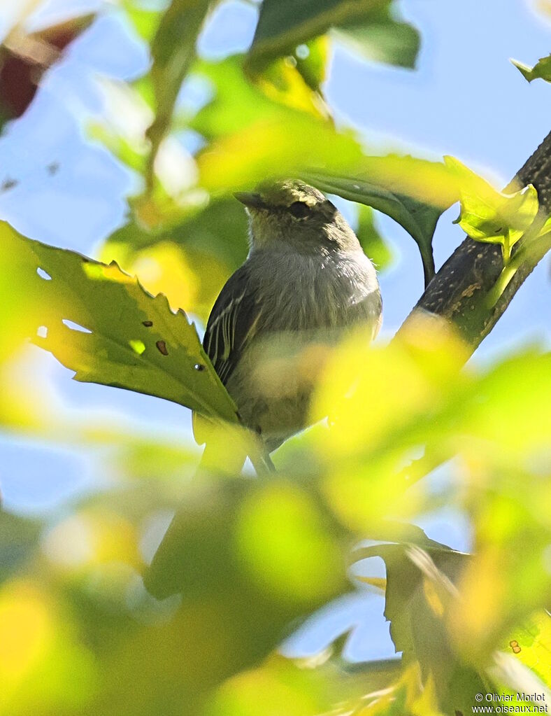 Tyranneau à face d'or