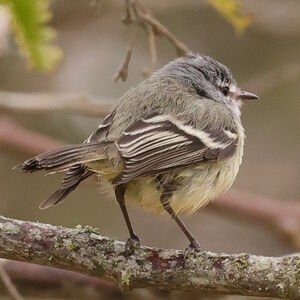 Tyranneau de Straneck