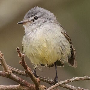 Tyranneau de Straneck