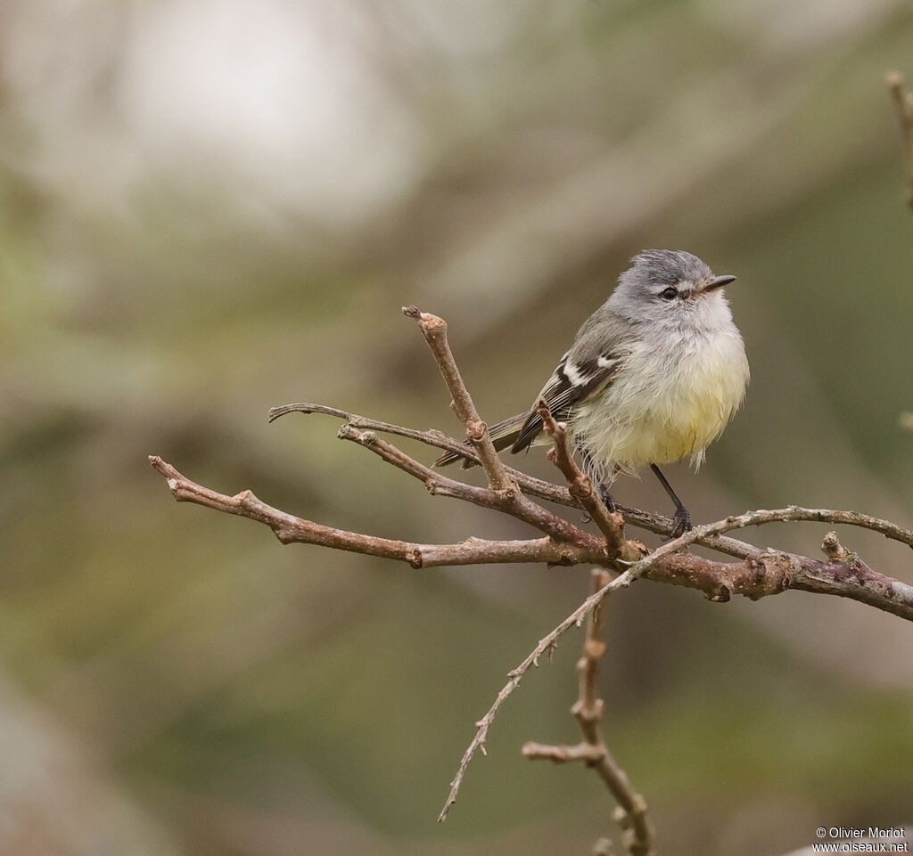 Tyranneau passegris