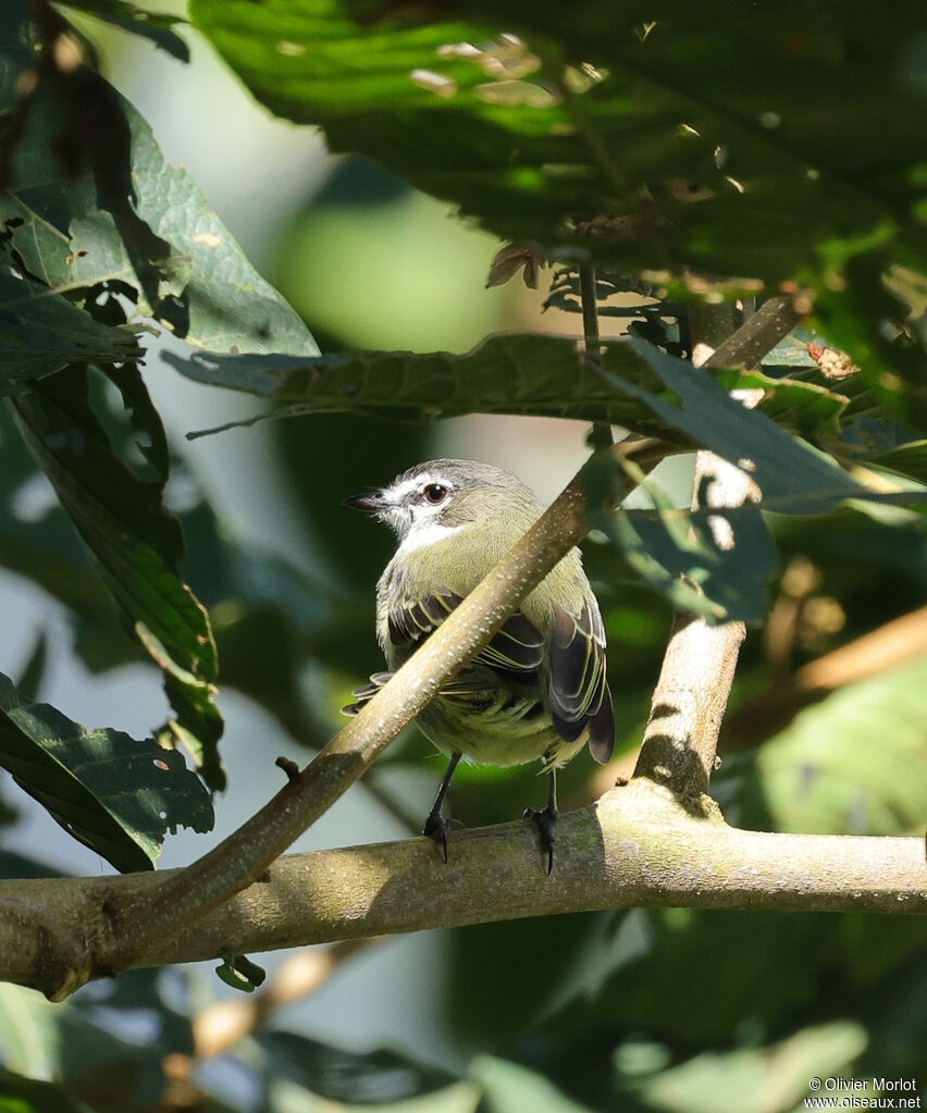 Spectacled Tyrannulet