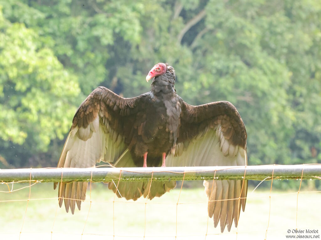 Urubu à tête rouge