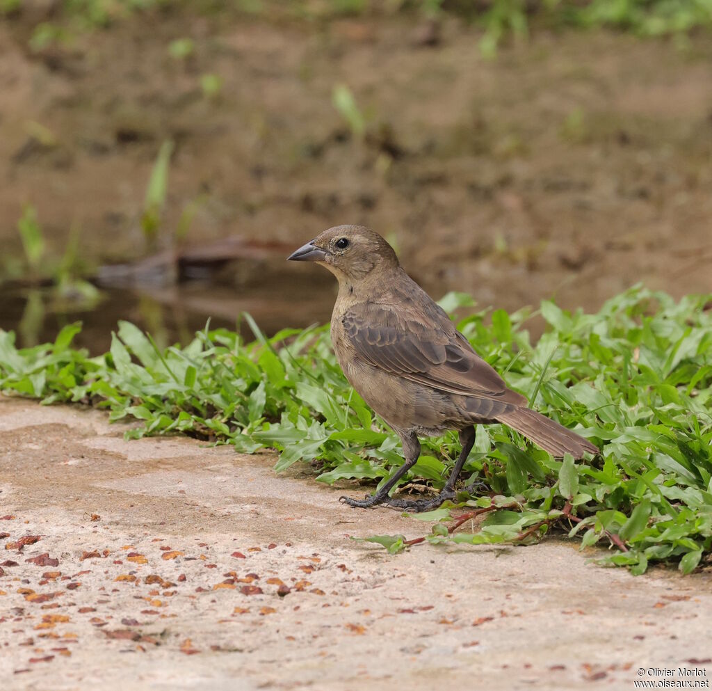 Vacher luisant femelle