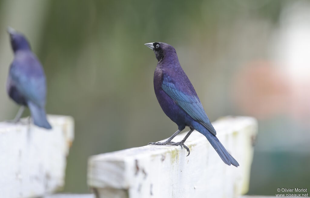 Vacher luisant mâle