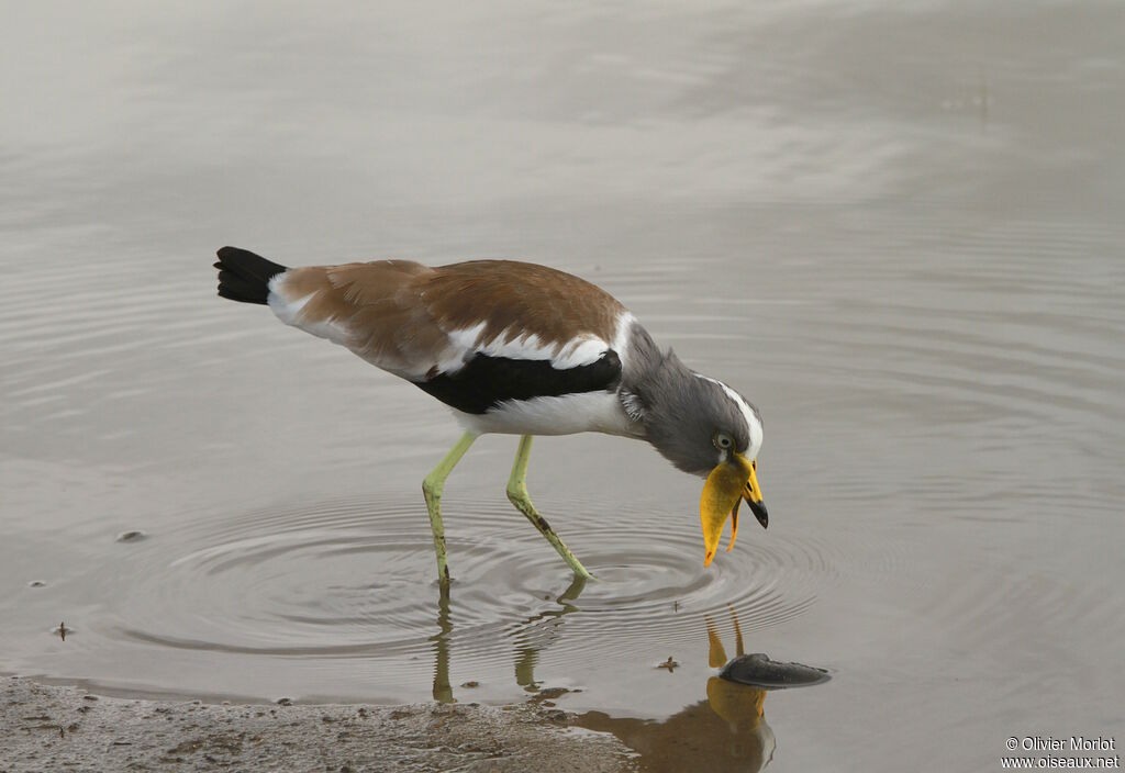 White-crowned Lapwing
