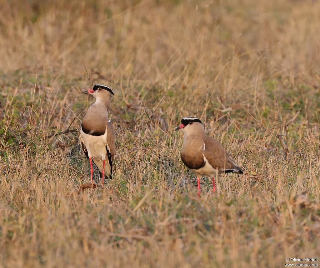 Crowned Lapwing