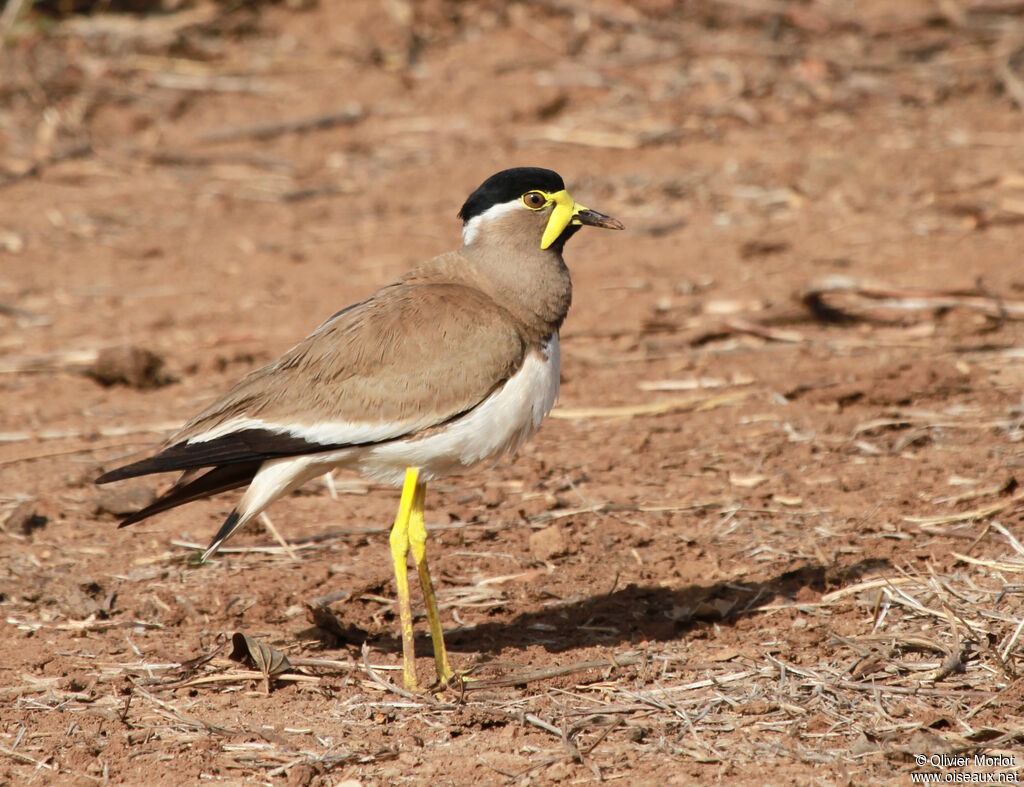 Vanneau de Malabar