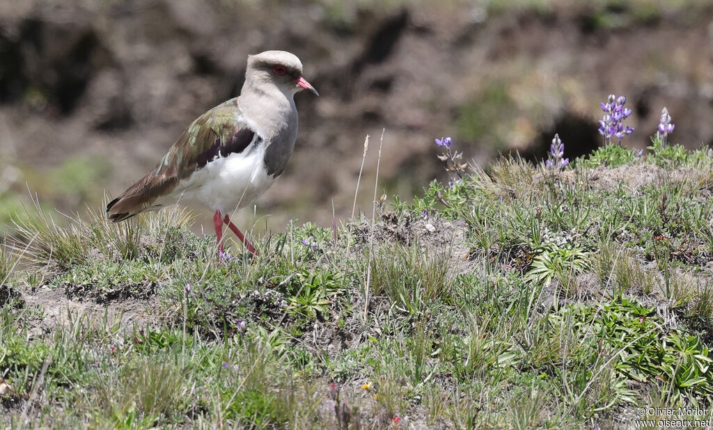 Andean Lapwing