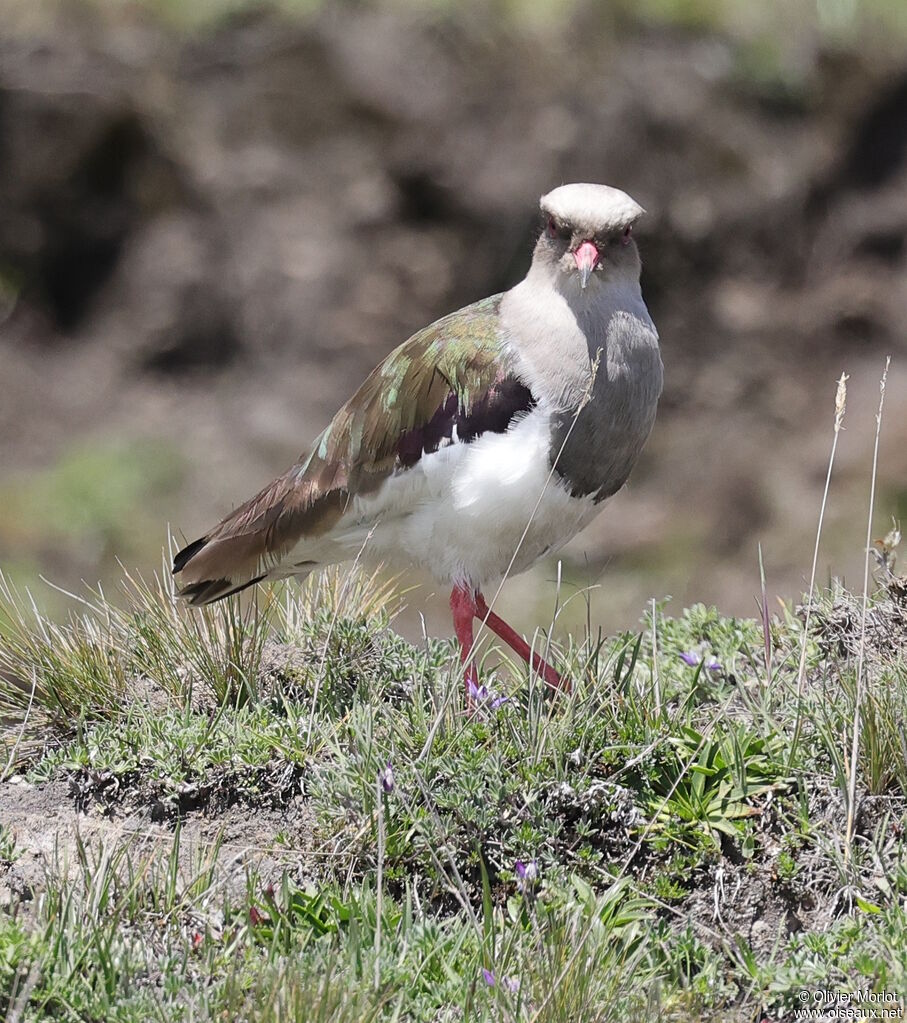 Andean Lapwing