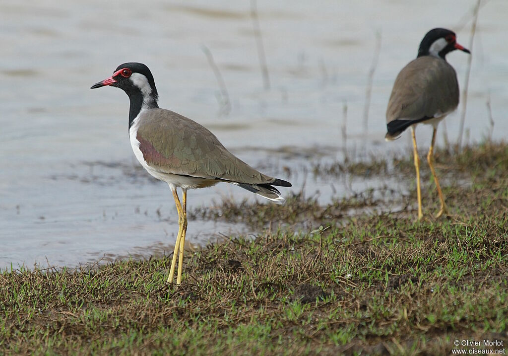 Red-wattled Lapwing