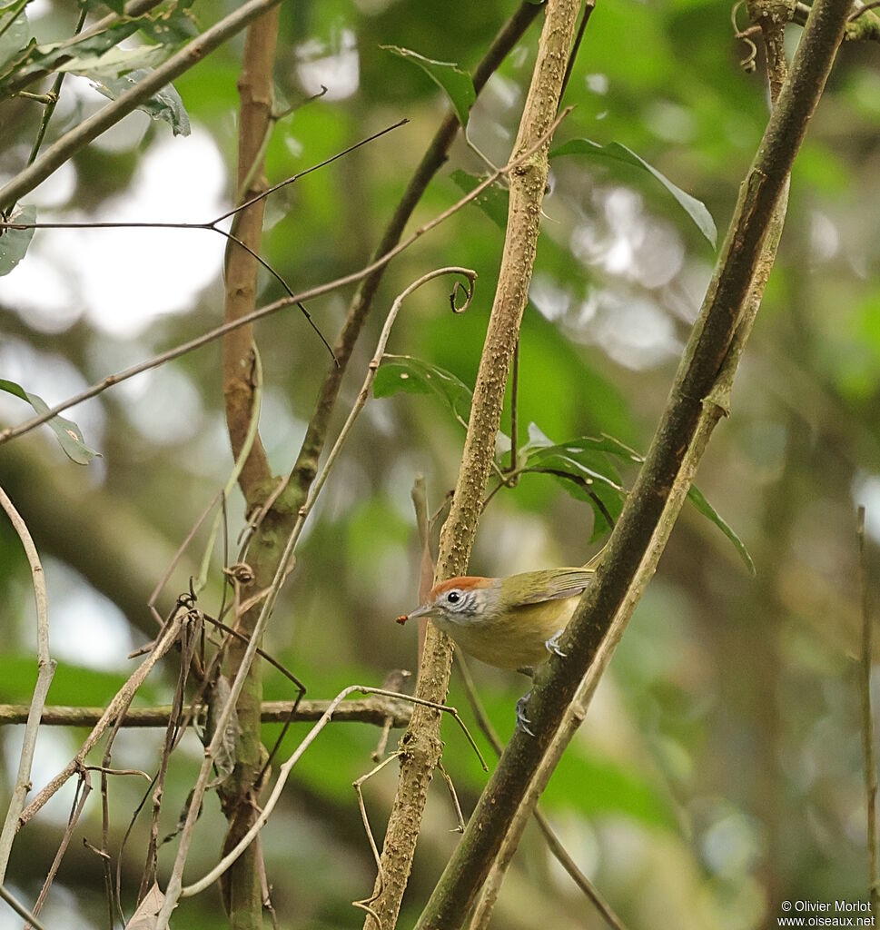 Rufous-crowned Greenlet