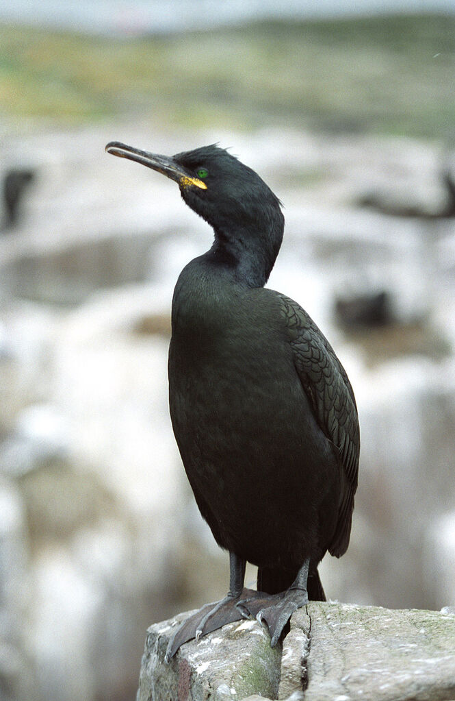 Cormoran huppé