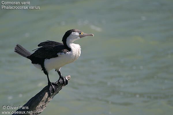 Australian Pied Cormorant
