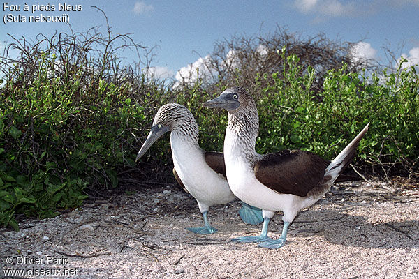 Blue-footed Booby