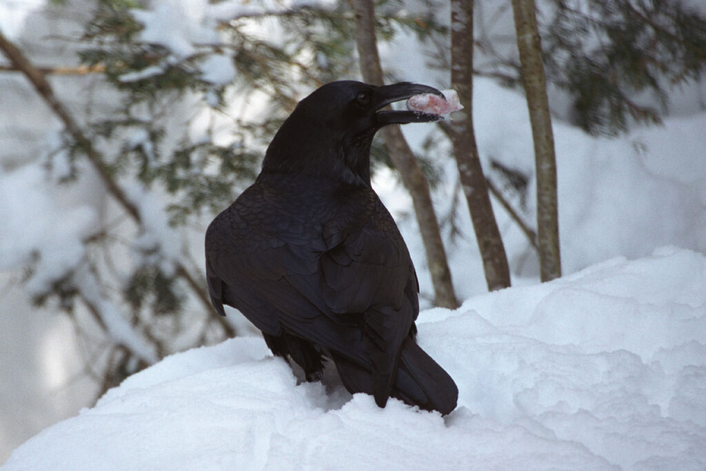 Grand Corbeau