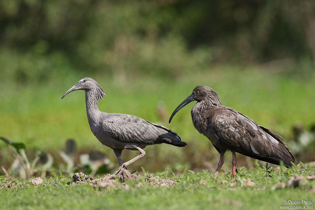 Ibis plombé, identification