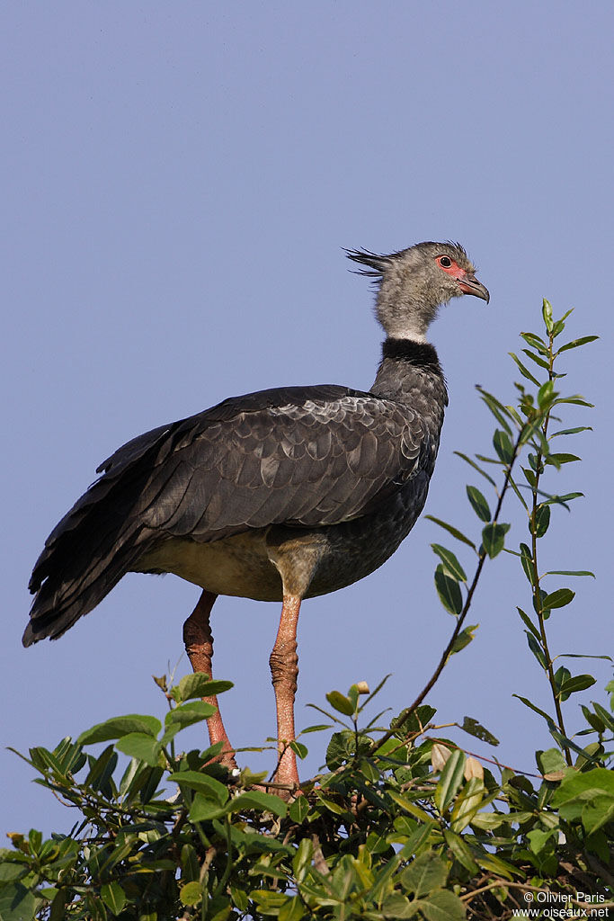 Southern Screamer, identification