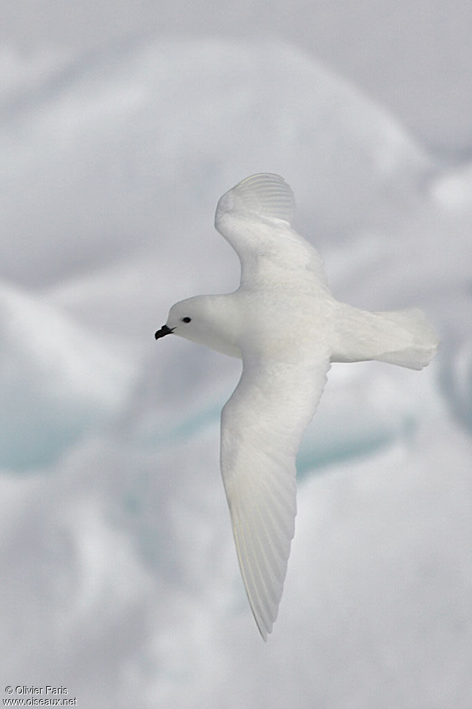 Pétrel des neiges, Vol