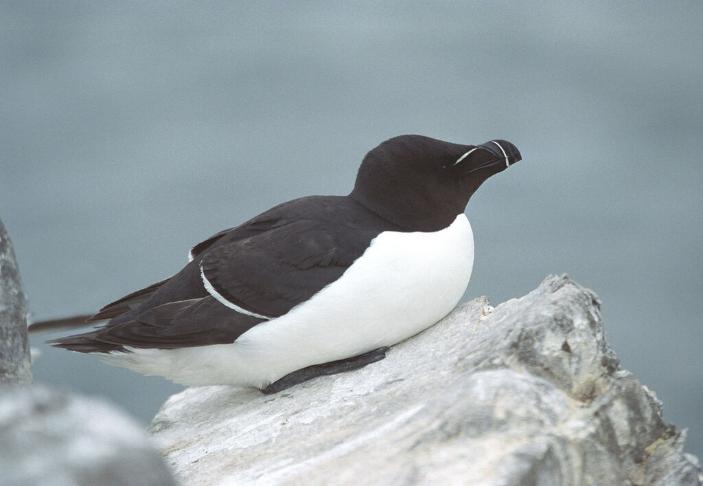 Pingouin torda