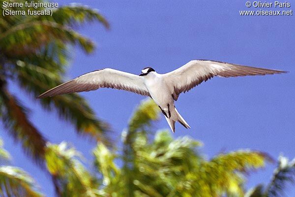 Sooty Tern