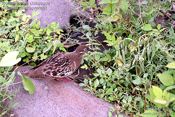 Tourterelle des Galapagos