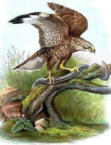 Common Buzzard (vulpinus)