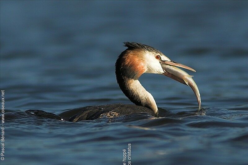 Great Crested Grebeadult