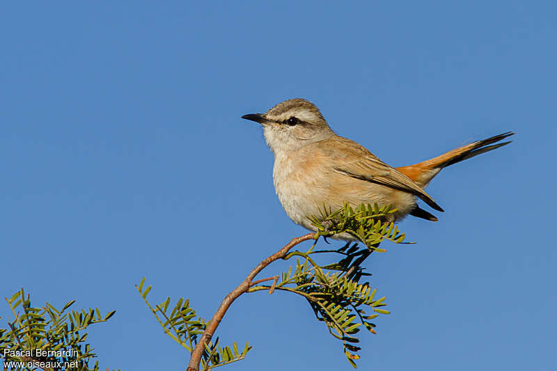 Agrobate du Kalahariadulte, identification