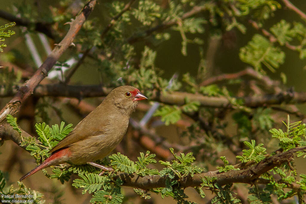 Amarante du Sénégal femelle adulte, habitat